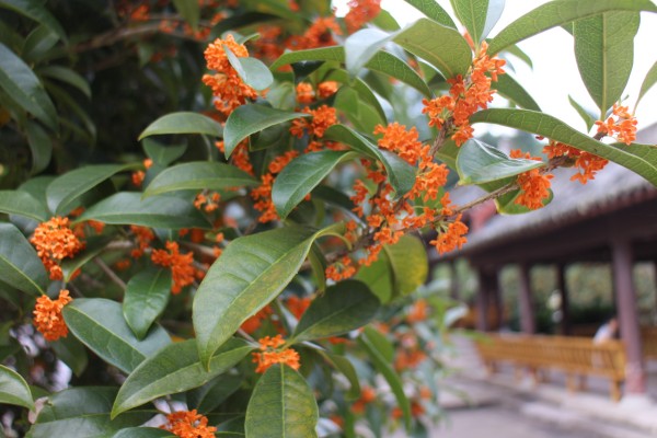 金秋十月雁荡山能仁寺金桂飘香(图15)