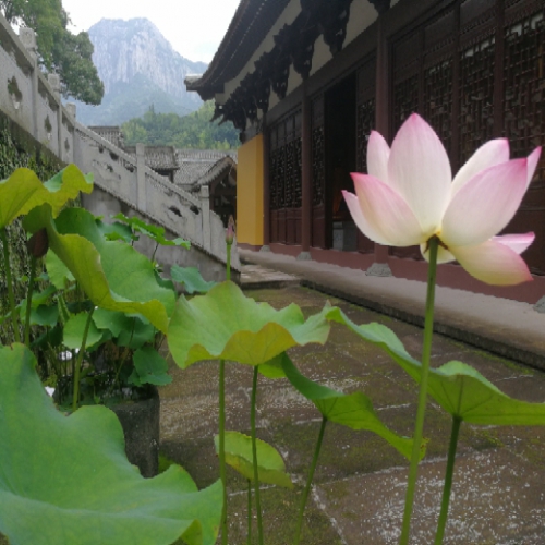 莲映古刹能仁寺
