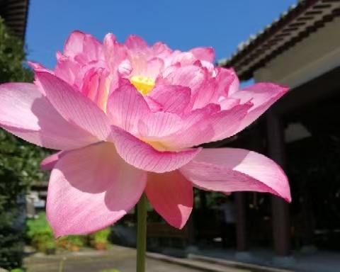 莲映古刹能仁寺(图8)